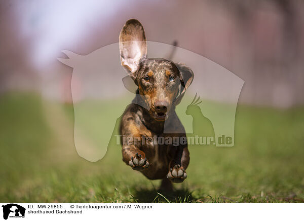 shorthaired Dachshund / MW-29855