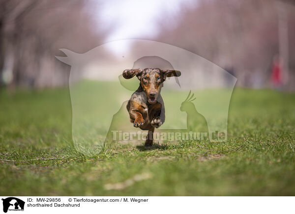 Kurzhaardackel / shorthaired Dachshund / MW-29856