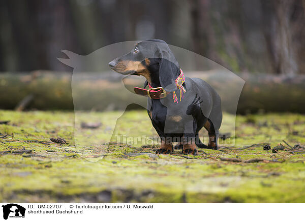 Kurzhaardackel / shorthaired Dachshund / UM-02707