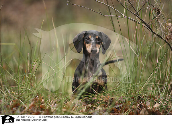 shorthaired Dachshund / KB-17073