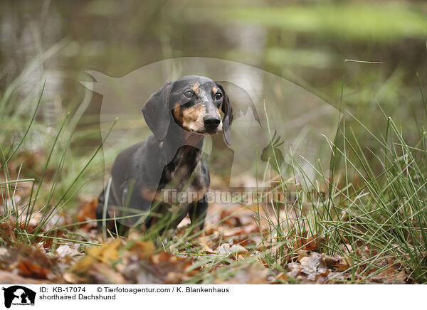 Kurzhaardackel / shorthaired Dachshund / KB-17074