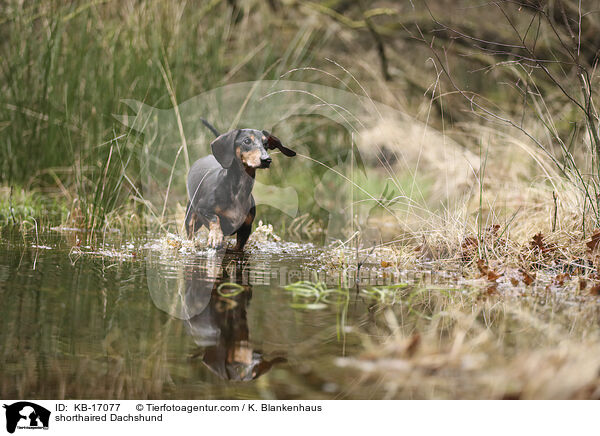 Kurzhaardackel / shorthaired Dachshund / KB-17077