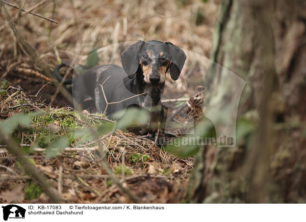 shorthaired Dachshund / KB-17083