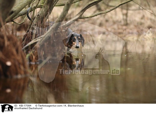 shorthaired Dachshund / KB-17084