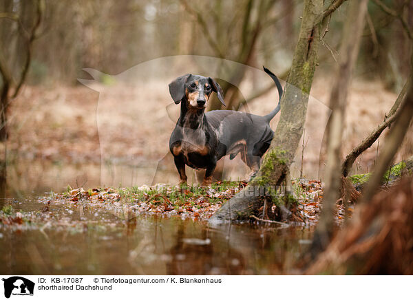 shorthaired Dachshund / KB-17087