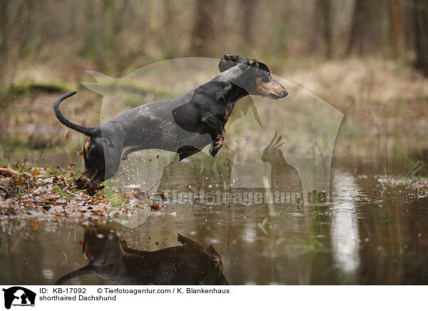 shorthaired Dachshund / KB-17092