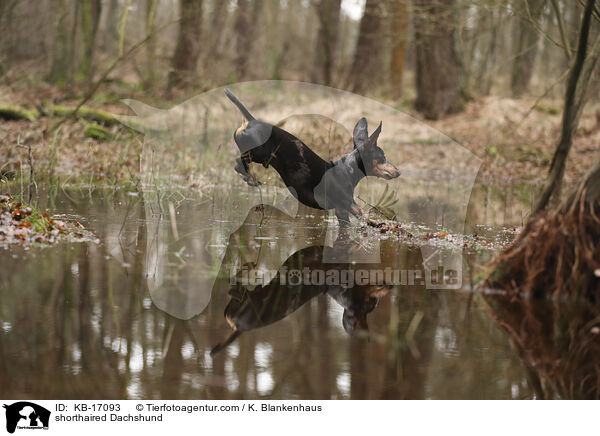 Kurzhaardackel / shorthaired Dachshund / KB-17093