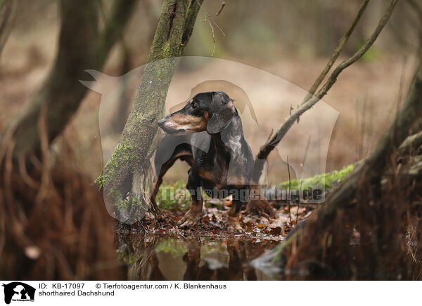 Kurzhaardackel / shorthaired Dachshund / KB-17097