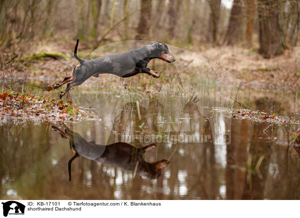 Kurzhaardackel / shorthaired Dachshund / KB-17101