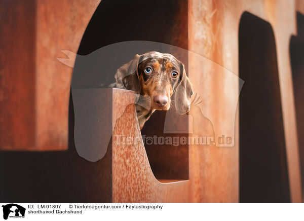 Kurzhaardackel / shorthaired Dachshund / LM-01807