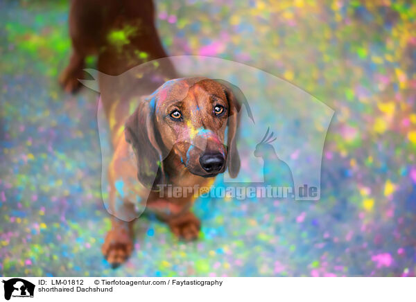 Kurzhaardackel / shorthaired Dachshund / LM-01812