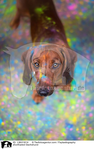 Kurzhaardackel / shorthaired Dachshund / LM-01814