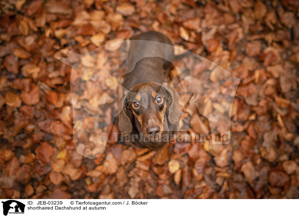 shorthaired Dachshund at autumn / JEB-03239