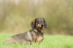 sitting shorthaired Dachshund