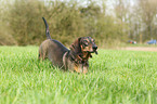 shorthaired Dachshund