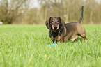 shorthaired Dachshund