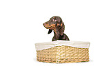 Dachshund Puppy in the basket