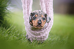 lying Dachshund Puppy