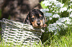 Dachshund Puppy in the basket