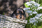 Dachshund Puppy in the basket