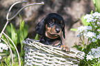 Dachshund Puppy in the basket