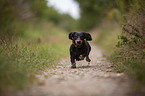 running Dachshund