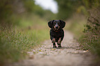 running Dachshund