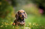 shorthaired dachshund puppy