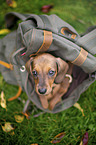 Dachshund puppy in a backpack