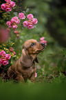 Dachshund puppy between roses