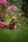 Dachshund puppy between roses