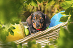 Dachshund in a basket