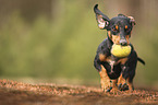 running Dachshund