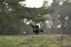 running Dachshund