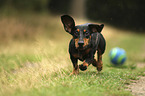 running Dachshund