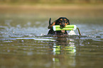 swimming Dachshund