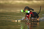 running Dachshund