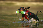 running Dachshund