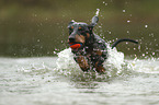 running Dachshund