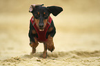 running Dachshund