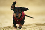 running Dachshund