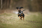 running Dachshund