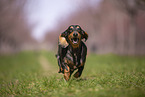 shorthaired Dachshund