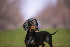 shorthaired Dachshund