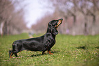 shorthaired Dachshund