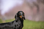 shorthaired Dachshund