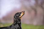 shorthaired Dachshund