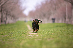 shorthaired Dachshund