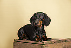 shorthaired Dachshund