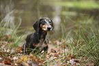 shorthaired Dachshund